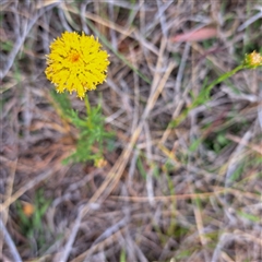 Rutidosis leptorhynchoides at Watson, ACT - 13 Nov 2024