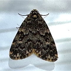 Halone coryphoea (Eastern Halone moth) at Aranda, ACT - 12 Nov 2024 by KMcCue