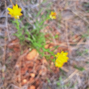 Xerochrysum viscosum at Watson, ACT - 13 Nov 2024