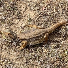 Pogona barbata at Hawker, ACT - suppressed