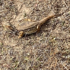 Pogona barbata at Hawker, ACT - suppressed