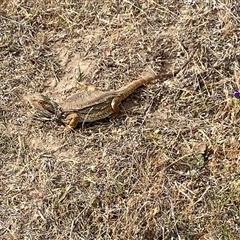 Pogona barbata at Hawker, ACT - suppressed