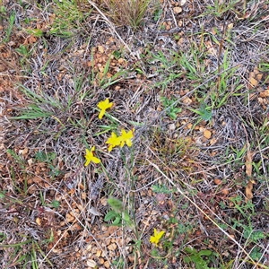 Tricoryne elatior at Watson, ACT - 13 Nov 2024