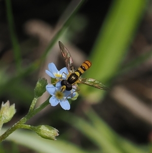 Sphaerophoria macrogaster at Booth, ACT - 11 Nov 2024