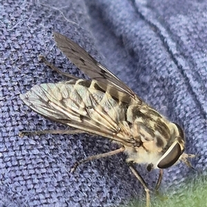 Tabanidae (family) at Bungendore, NSW - 9 Nov 2024