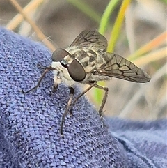 Tabanidae (family) at Bungendore, NSW - suppressed