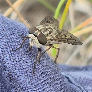 Tabanidae (family) at Bungendore, NSW - 9 Nov 2024