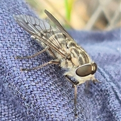 Tabanidae (family) at Bungendore, NSW - 9 Nov 2024