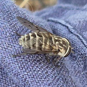 Tabanidae (family) at Bungendore, NSW - 9 Nov 2024