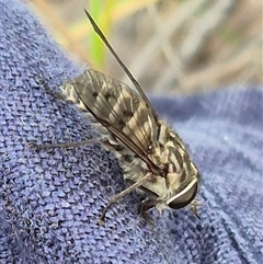 Tabanidae (family) at Bungendore, NSW - 9 Nov 2024