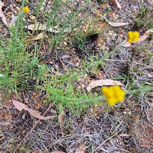 Chrysocephalum semipapposum at Watson, ACT - 13 Nov 2024