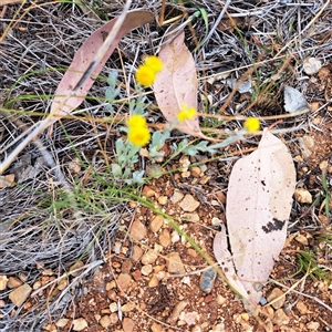 Chrysocephalum apiculatum at Watson, ACT - 13 Nov 2024