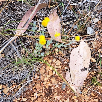 Chrysocephalum apiculatum (Common Everlasting) at Watson, ACT - 13 Nov 2024 by abread111