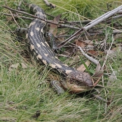 Tiliqua nigrolutea (Blotched Blue-tongue) at Booth, ACT - 11 Nov 2024 by RAllen