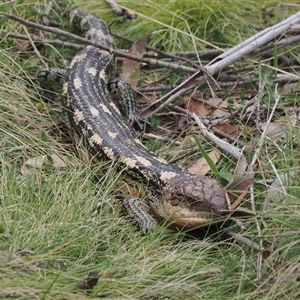 Tiliqua nigrolutea at Booth, ACT - 11 Nov 2024