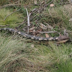 Tiliqua nigrolutea at Booth, ACT - 11 Nov 2024