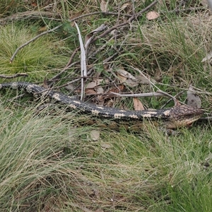 Tiliqua nigrolutea at Booth, ACT - 11 Nov 2024