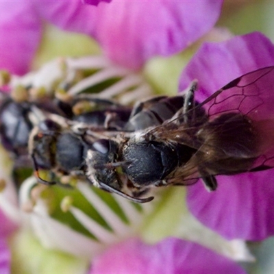 Euryglossa ephippiata (Saddleback Euryglossine Bee) at Florey, ACT - 6 Nov 2024 by KorinneM