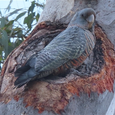 Callocephalon fimbriatum (Gang-gang Cockatoo) at Symonston, ACT - 11 Nov 2024 by RobParnell