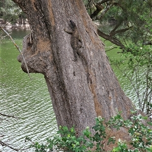 Varanus varius at Burrinjuck, NSW - suppressed