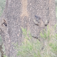 Varanus varius at Burrinjuck, NSW - suppressed