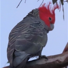 Callocephalon fimbriatum (Gang-gang Cockatoo) at Symonston, ACT - 11 Nov 2024 by RobParnell