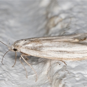 Philobota chionoptera at Melba, ACT - 12 Nov 2024 10:00 PM