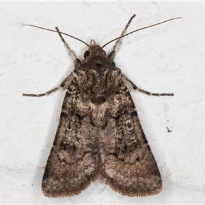 Agrotis porphyricollis at Melba, ACT - 12 Nov 2024 10:01 PM