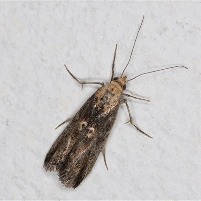 Morosaphycita oculiferella (A Pyralid moth (Phycitinae) at Melba, ACT - 12 Nov 2024 by kasiaaus