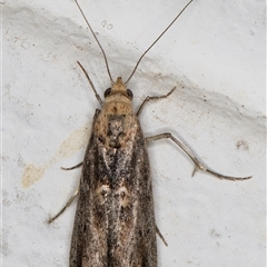 Morosaphycita oculiferella at Melba, ACT - 12 Nov 2024