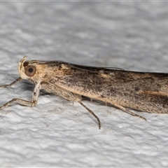 Morosaphycita oculiferella at Melba, ACT - 12 Nov 2024