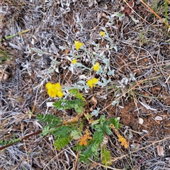 Chrysocephalum apiculatum (Common Everlasting) at Watson, ACT - 13 Nov 2024 by abread111