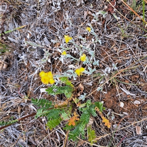 Chrysocephalum apiculatum at Watson, ACT - 13 Nov 2024 02:06 PM