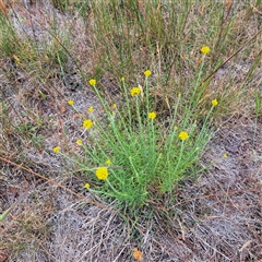 Chrysocephalum semipapposum (Clustered Everlasting) at Watson, ACT - 13 Nov 2024 by abread111