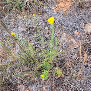 Chrysocephalum semipapposum at Watson, ACT - 13 Nov 2024 02:07 PM