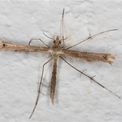 Pterophoridae (family) (A Plume Moth) at Melba, ACT - 12 Nov 2024 by kasiaaus