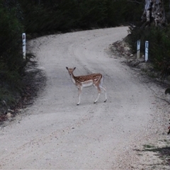 Dama dama (Fallow Deer) at Tinderry, NSW - 13 Nov 2024 by Harrisi