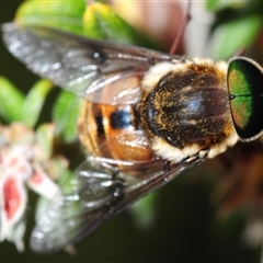 Scaptia sp. (genus) (March fly) at Tinderry, NSW - 13 Nov 2024 by Harrisi