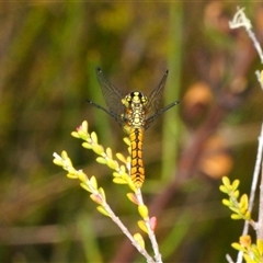 Nannophya dalei (Eastern Pygmyfly) at Tinderry, NSW - 13 Nov 2024 by Harrisi