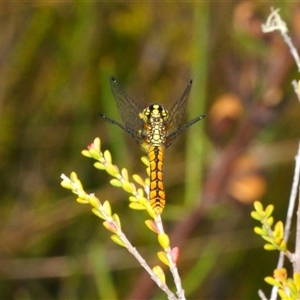 Nannophya dalei at Tinderry, NSW - 13 Nov 2024