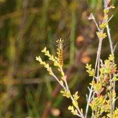 Nannophya dalei at Tinderry, NSW - 13 Nov 2024