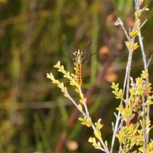 Nannophya dalei at Tinderry, NSW - 13 Nov 2024