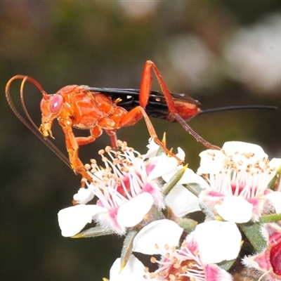 Lissopimpla excelsa (Orchid dupe wasp, Dusky-winged Ichneumonid) at Tinderry, NSW - 13 Nov 2024 by Harrisi