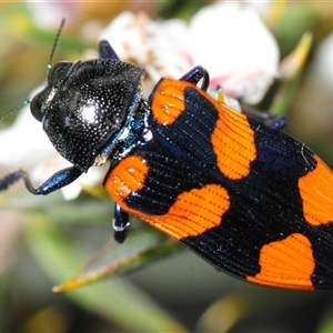 Castiarina thomsoni at Tinderry, NSW - 13 Nov 2024 02:20 PM