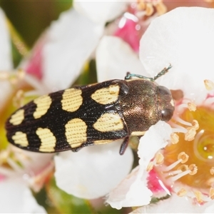 Castiarina decemmaculata at Tinderry, NSW - suppressed