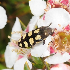 Castiarina decemmaculata at Tinderry, NSW - suppressed