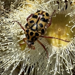 Neorrhina punctatum (Spotted flower chafer) at Balgowlah Heights, NSW - 10 Nov 2024 by Pirom