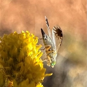 Trupanea (genus) at Ainslie, ACT - 8 Nov 2024 05:48 PM