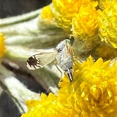 Trupanea (genus) at Ainslie, ACT - 8 Nov 2024 05:48 PM