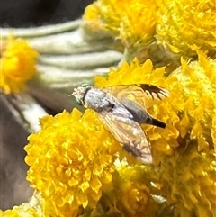 Trupanea (genus) at Ainslie, ACT - 8 Nov 2024 05:48 PM